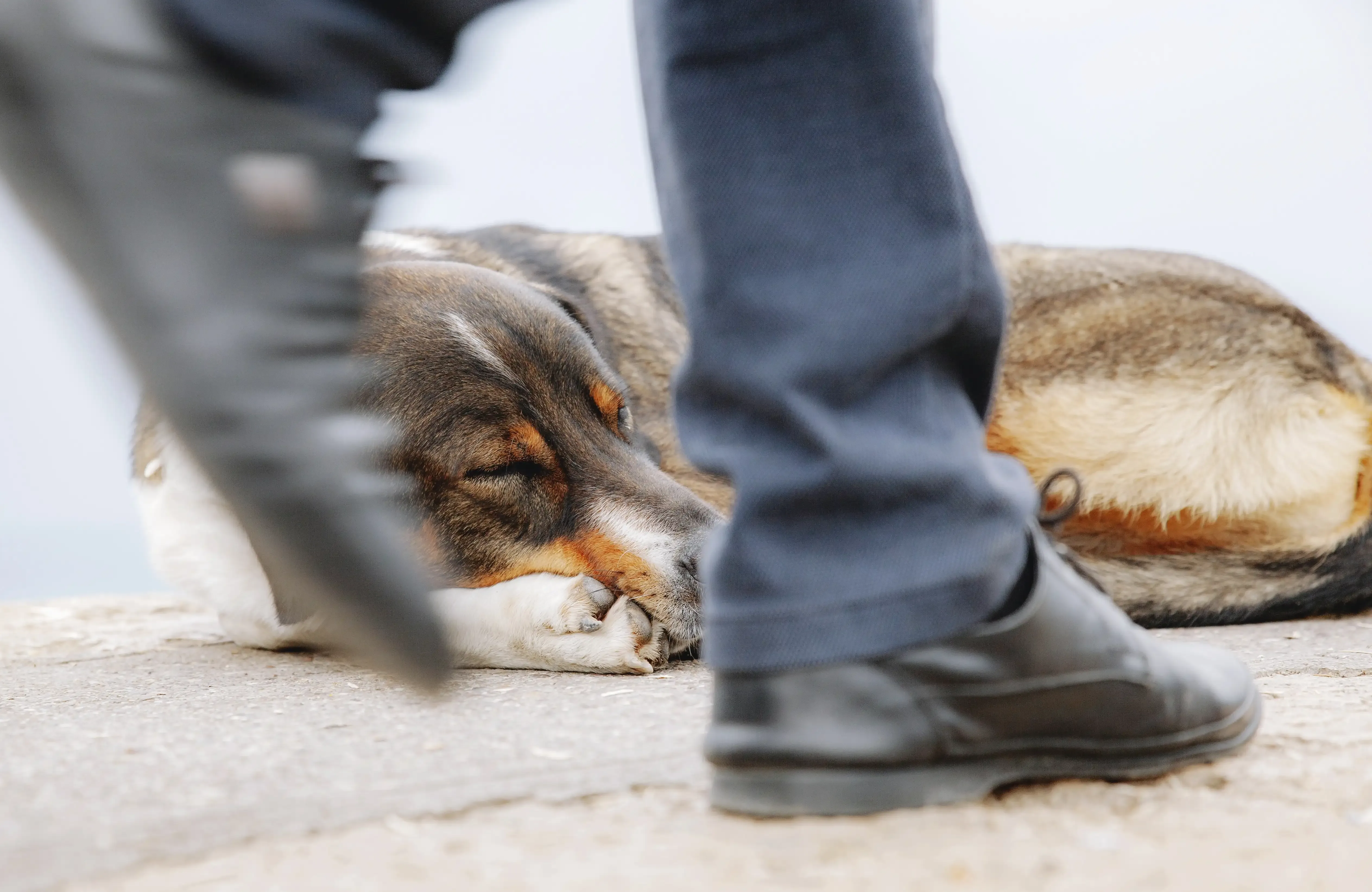 Atropellaron a tu mascota: ¿puedes reclamar indemnización y cuánto?